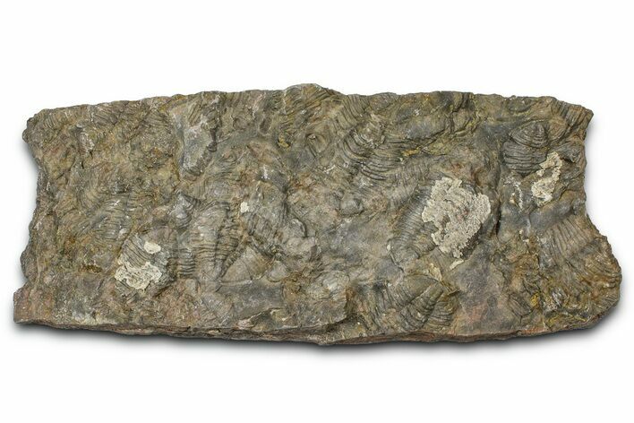 Ordovician Trilobite Mortality Plate - Tafraoute, Morocco #370537